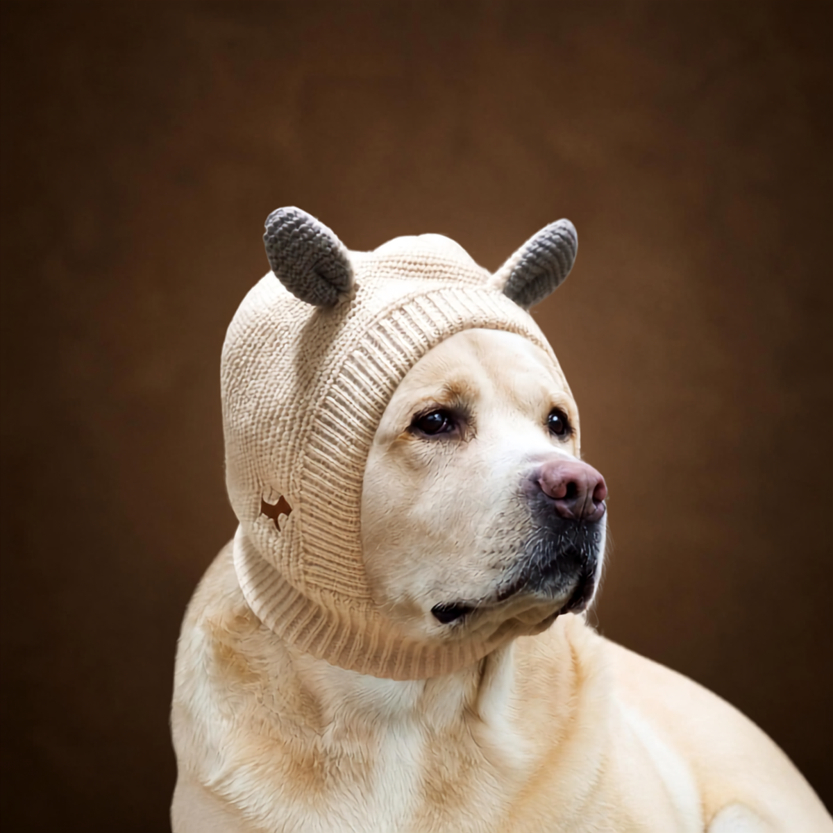 The Cozy Couture - Where cozy meets couture, because your pet deserves to serve looks too 🐾.