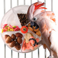The Spin & Snack — Rotating Foraging Puzzle Toy for Parrots & Birds 🦜🌿