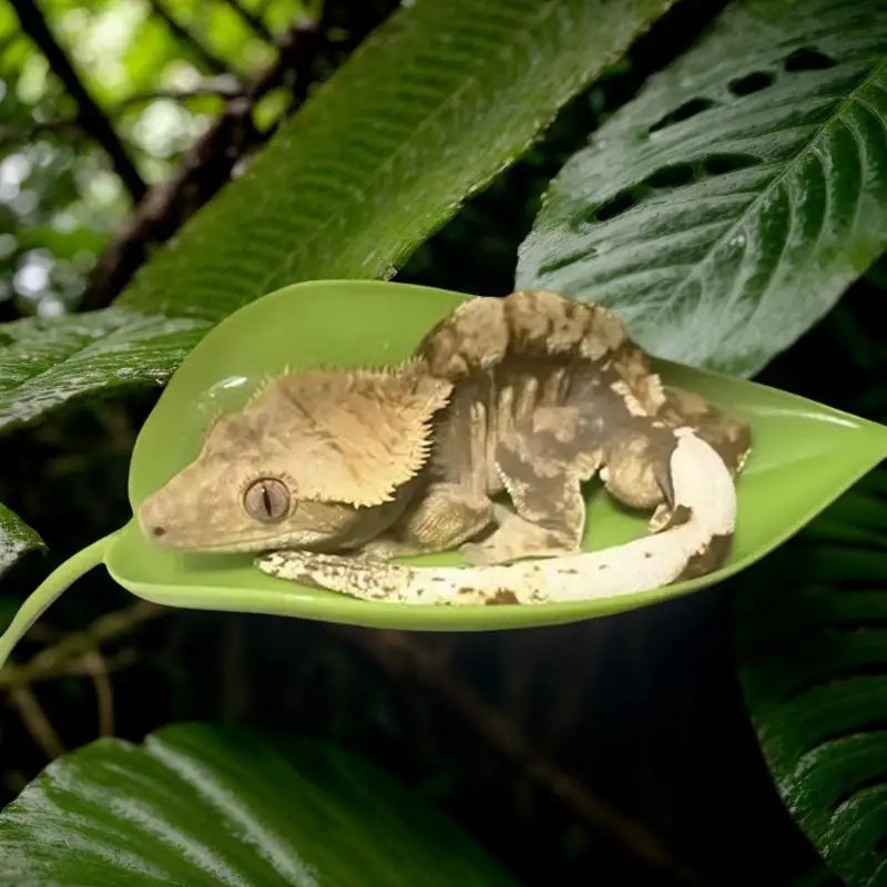 The Jungle Leaf Lounge — Simulated Leaf Terrarium Décor for Geckos & Tree Frogs 🦎🌿